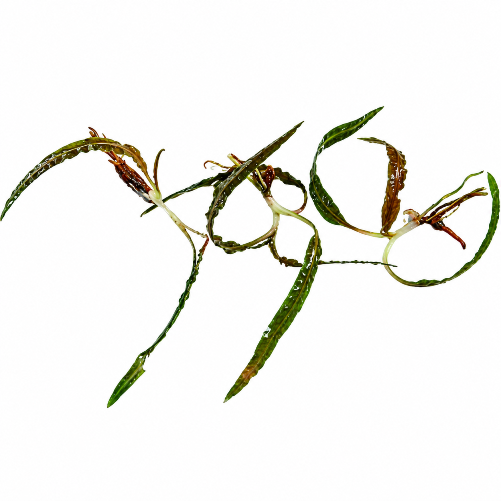 Cryptocoryne Balansae