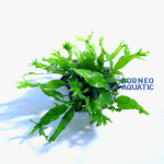 Microsorum Windelop Mini