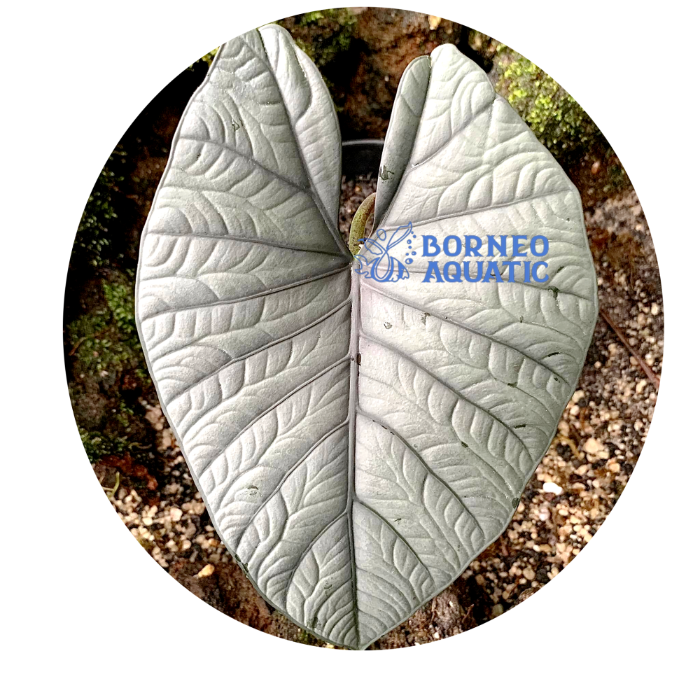 Alocasia