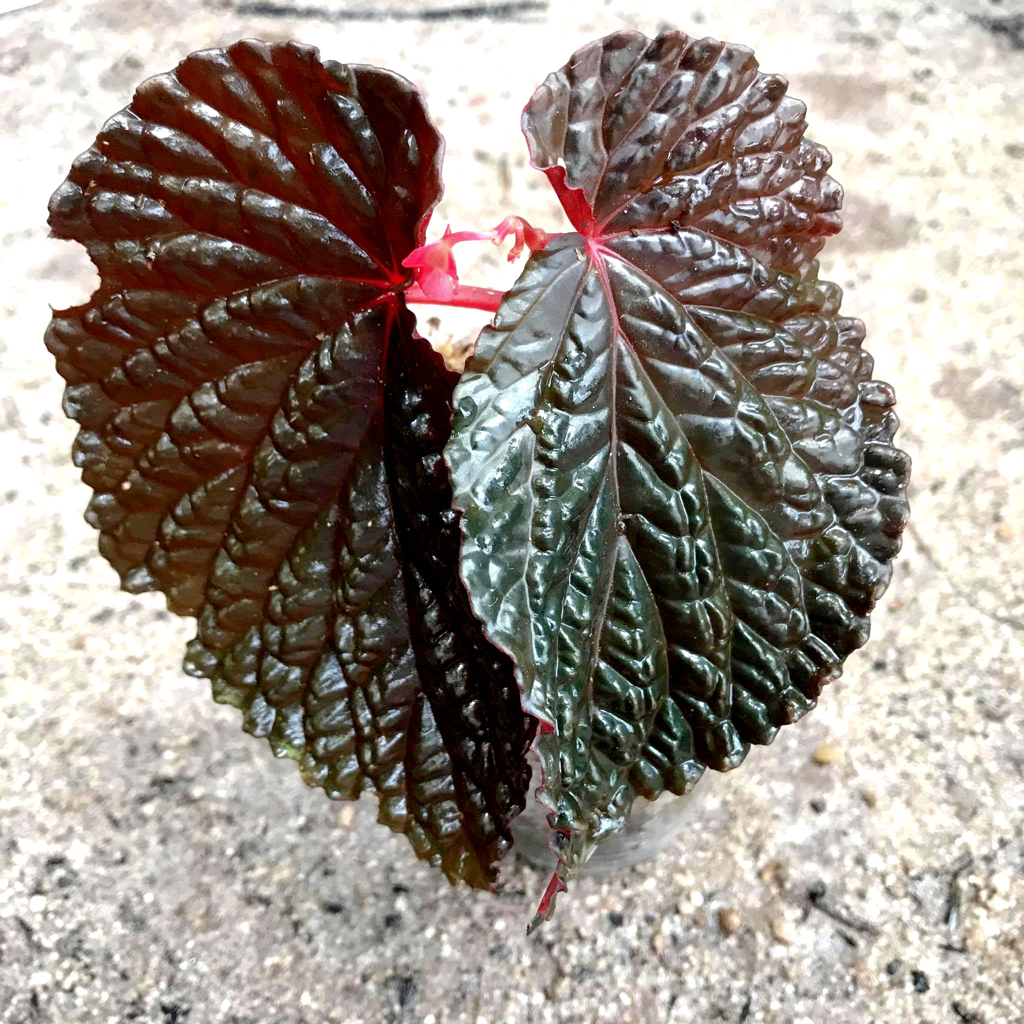 Begonia Daun Hitam W.G. Wang, C.X.L. Wang, S.Z. Zhang & A. Randi ...