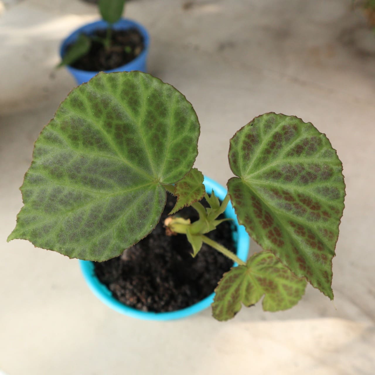 Begonia Patar Randi - Borneo Aquatic