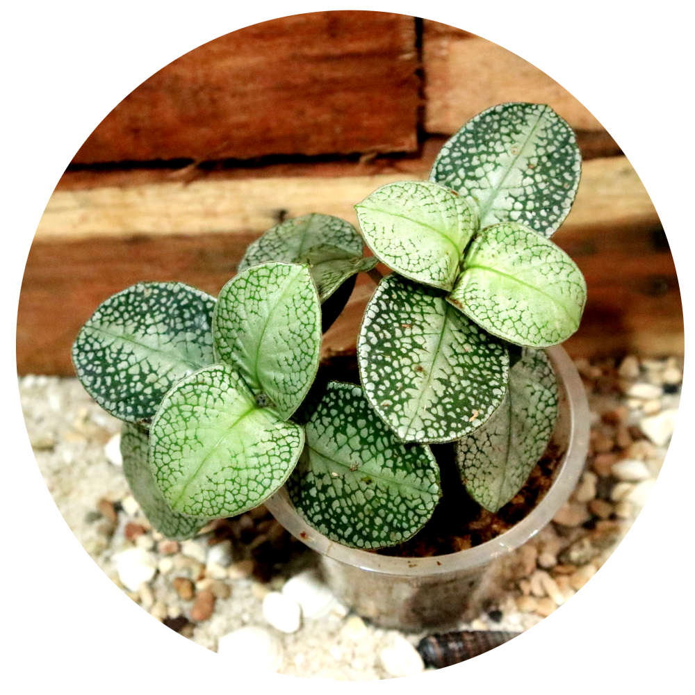Argostemma