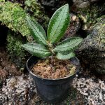 Argostemma sp. Hookery Silver