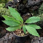 Homalomena Asperifolia