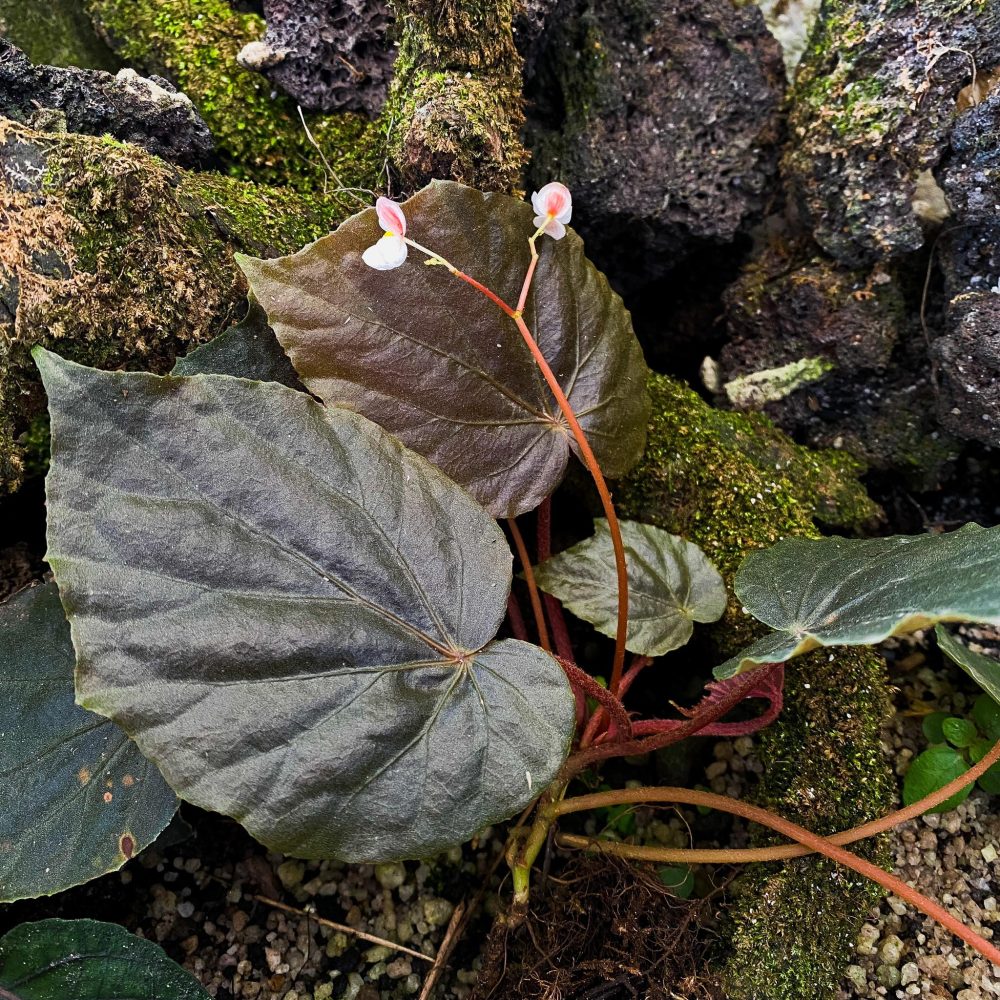 Begonia sp. Red Sictopoda