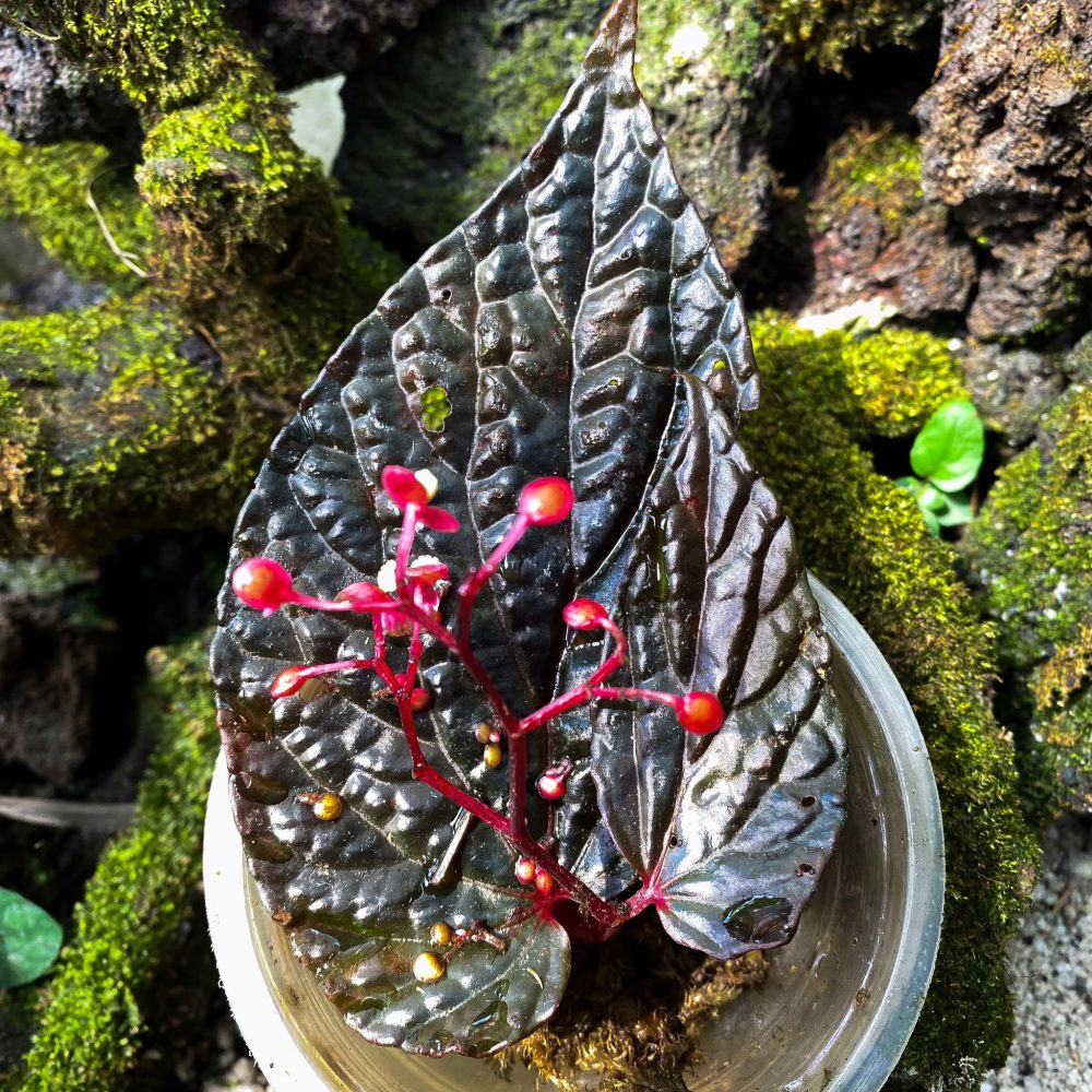 Begonia Daun Hitam
