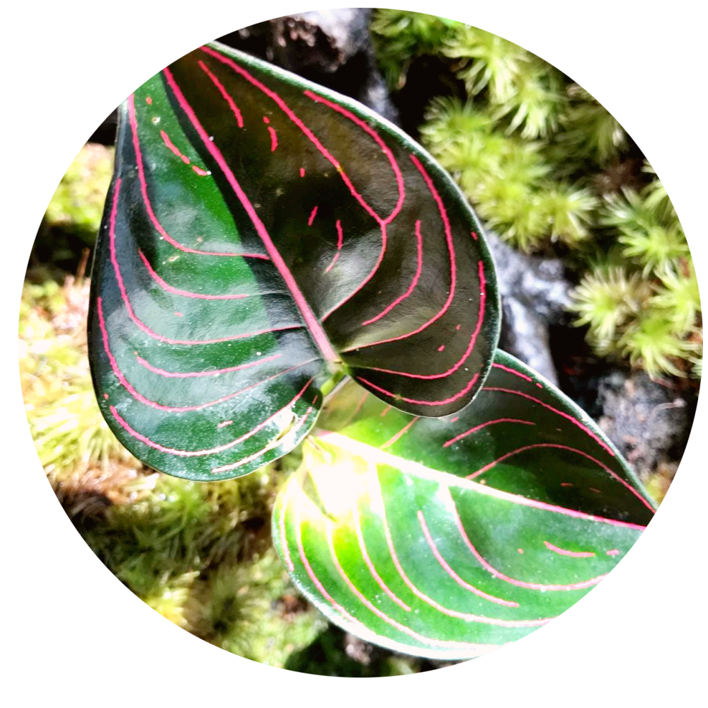 Aglaonema