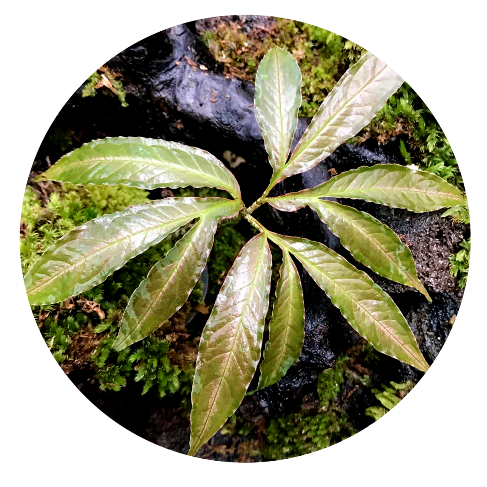 Amorphopallus