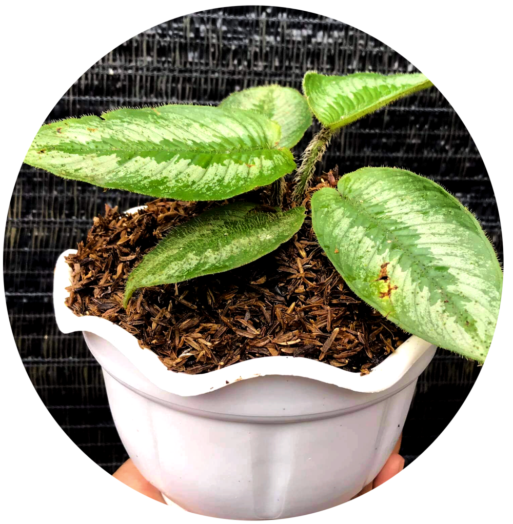 Schismatoglottis