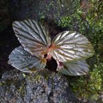 Begonia Inggitiae