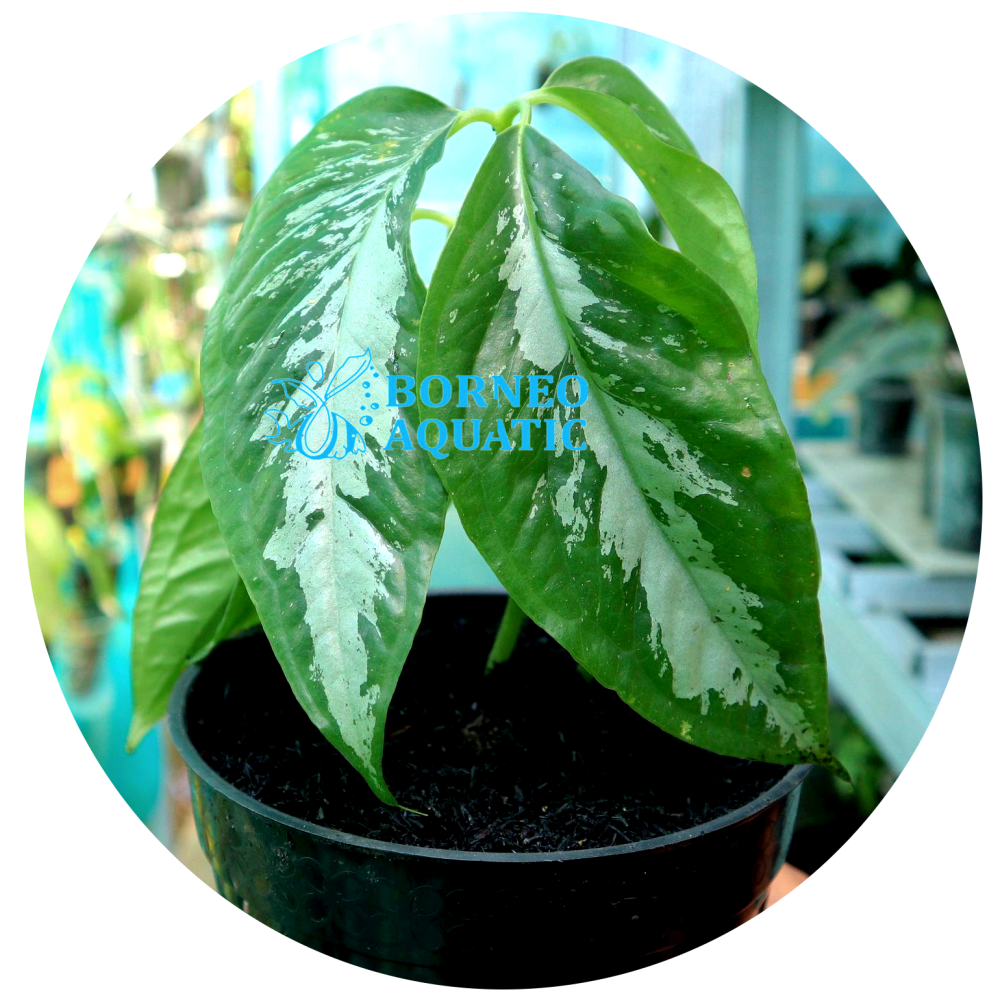 Arisaema