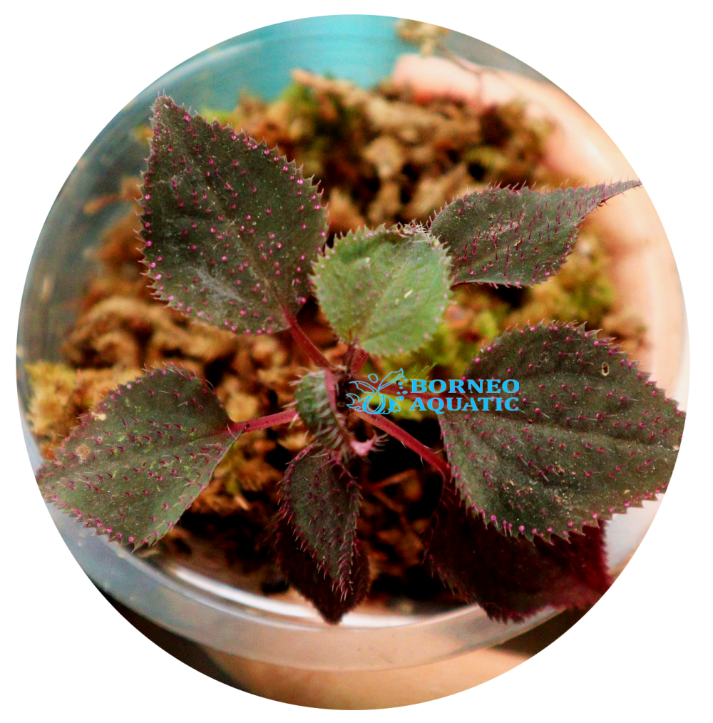 Sarcopyramis