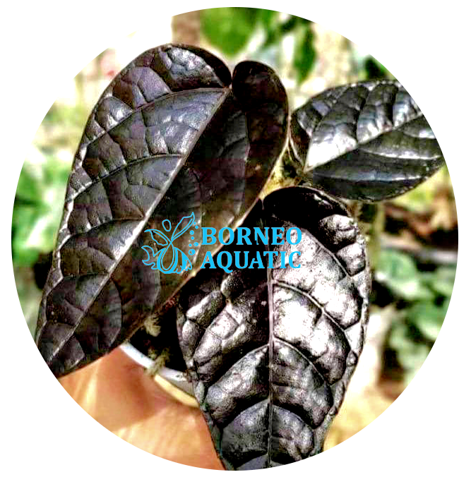 Pterisanthes