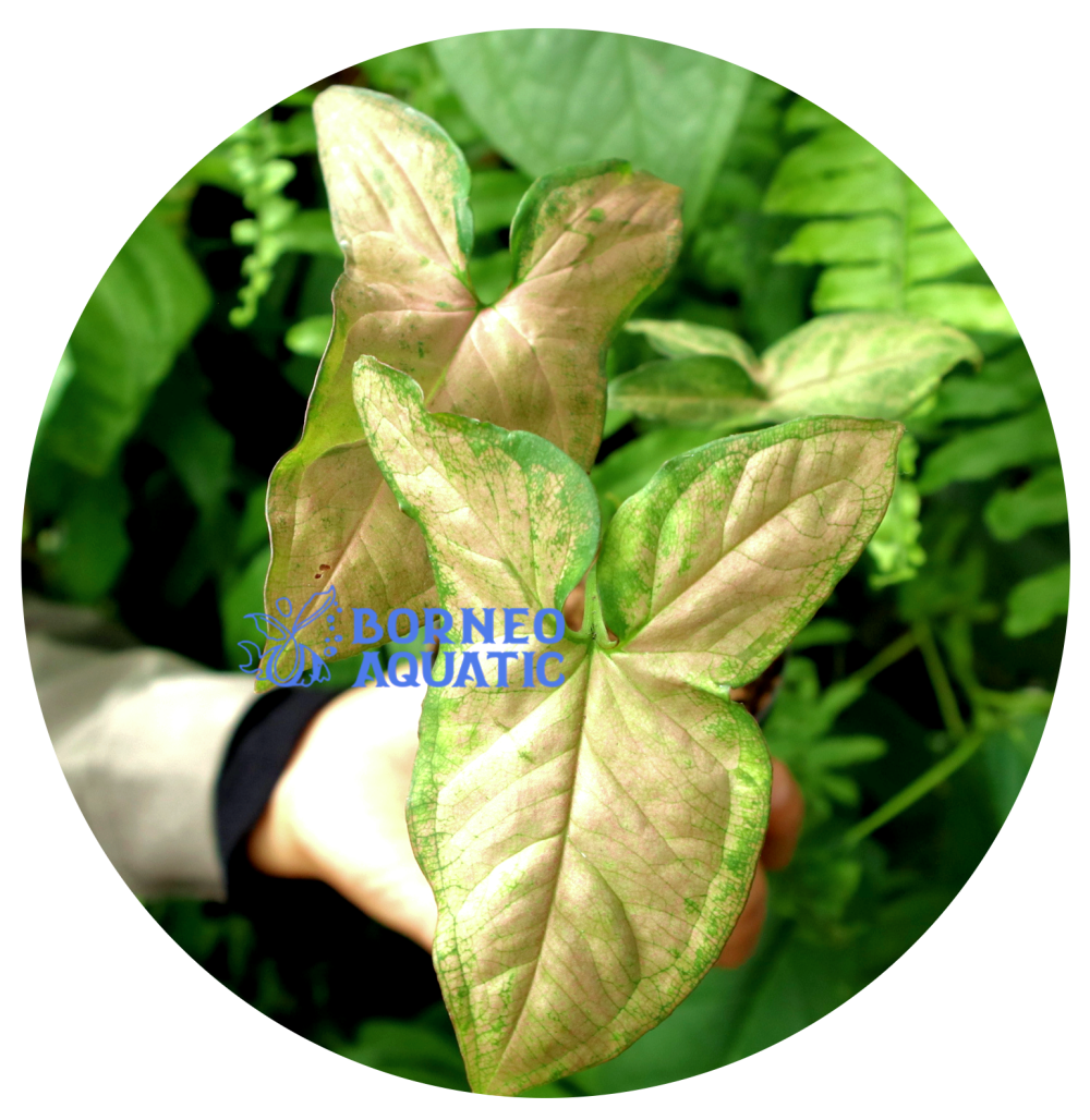 Syngonium