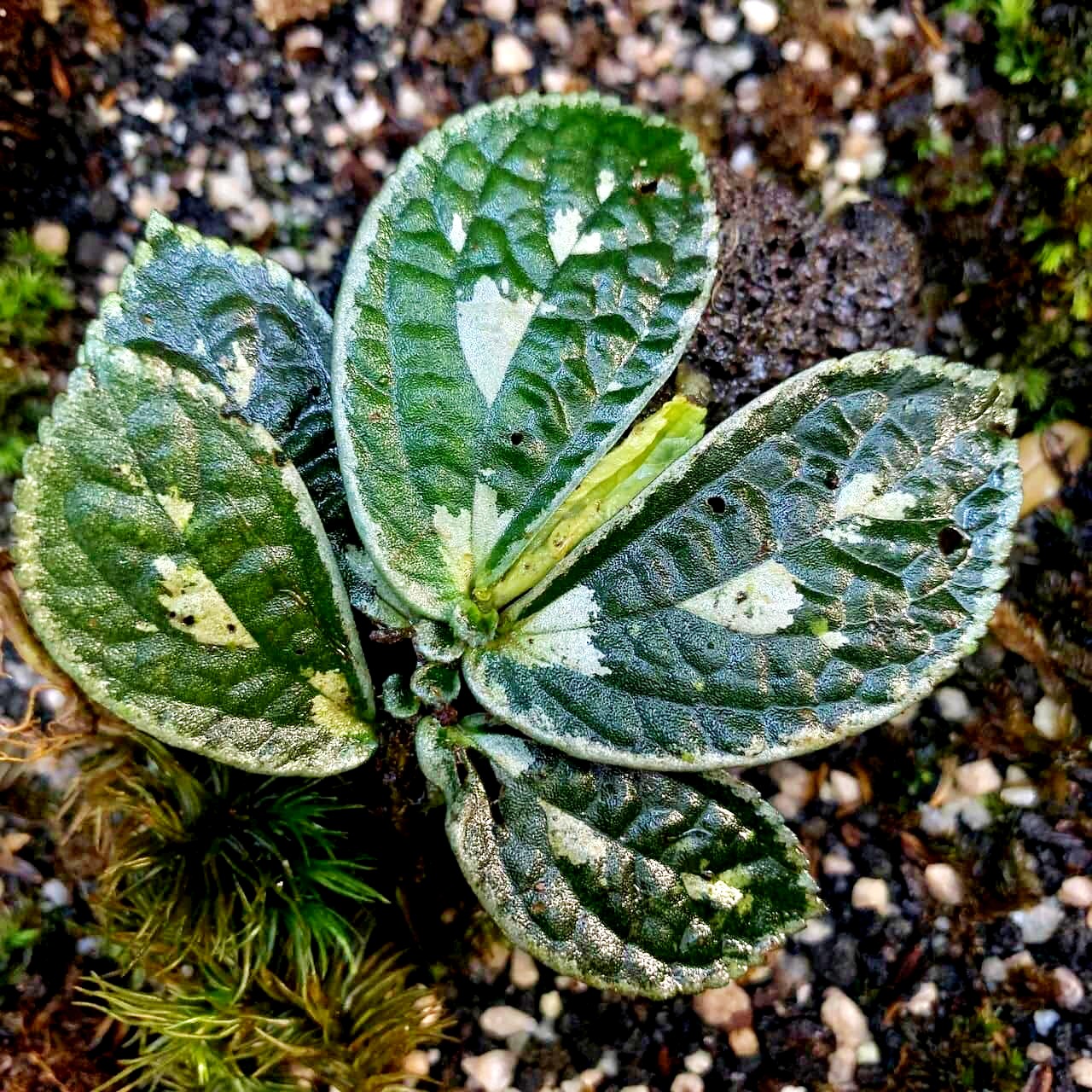 Elatostema sp. Borneo Borneo Aquatic