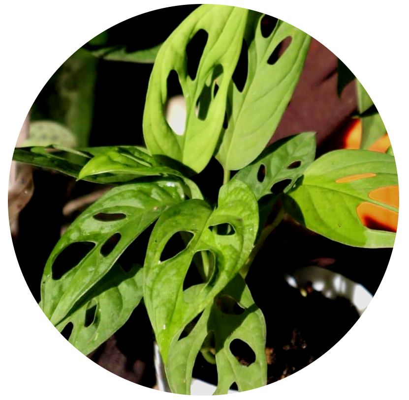 Monstera