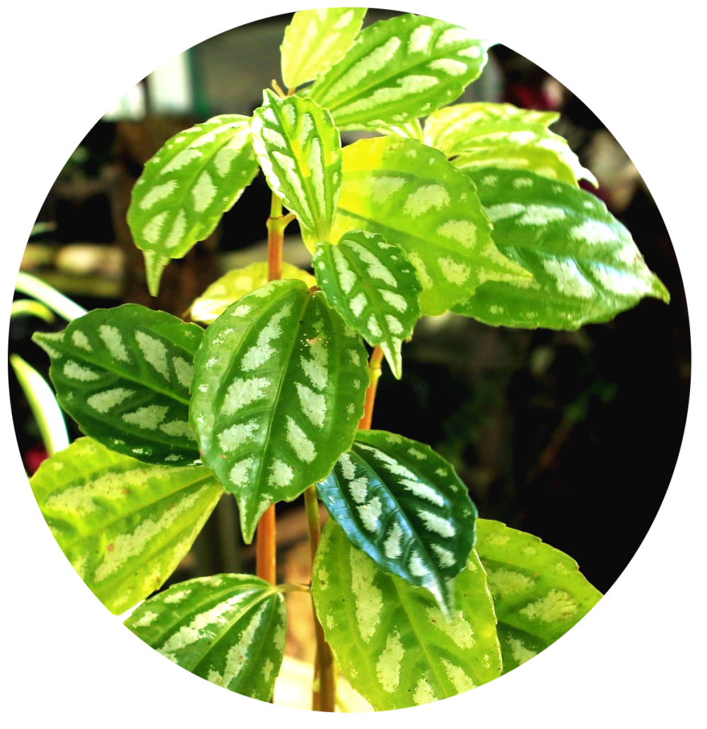 Pilea