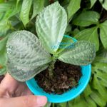 Elatostema Disectum