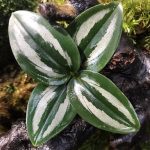 Scaphochlamys Scintillans Ooi