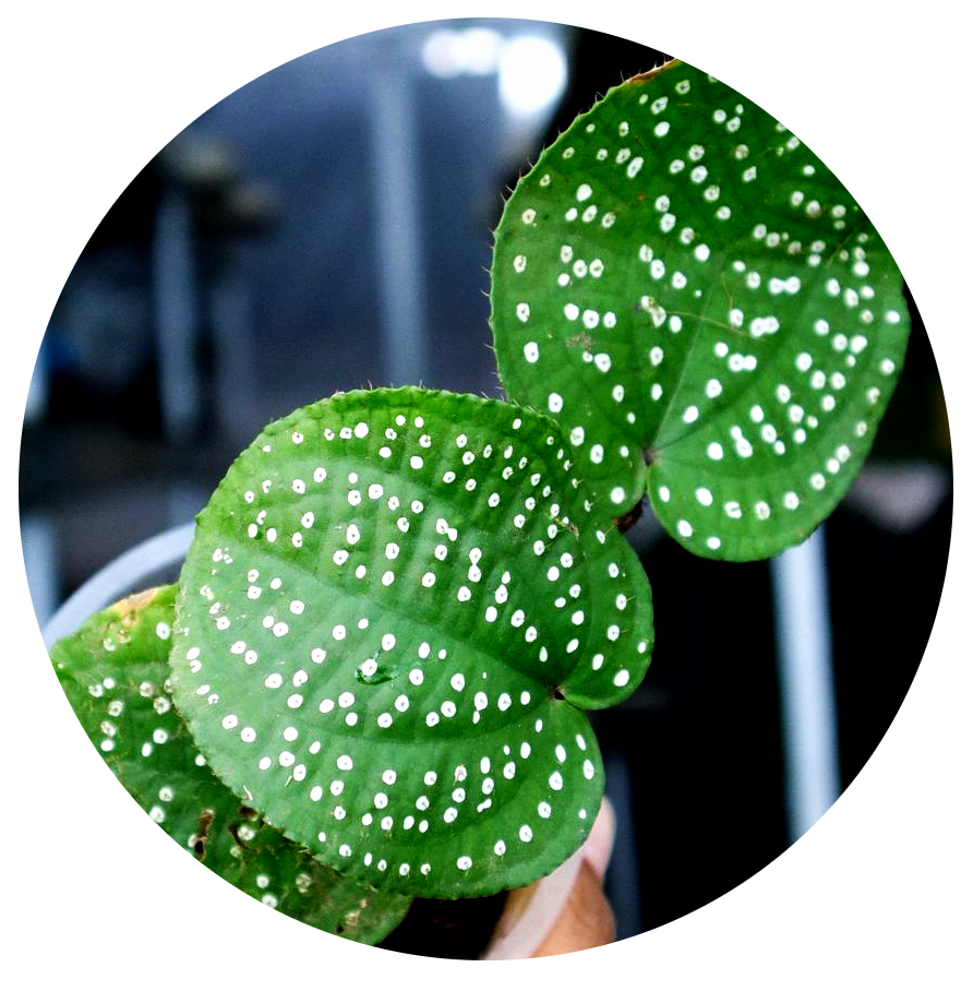 Phyllagathis