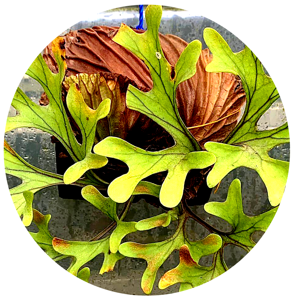 Platycerium