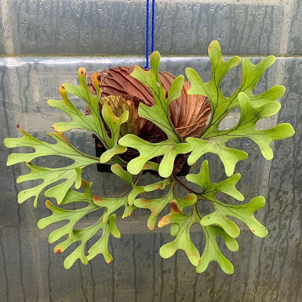 ビカクシダ Platycerium ridieyi Center Borneo Wild Buy your Platycerium ridleyi plants | Cycadales
