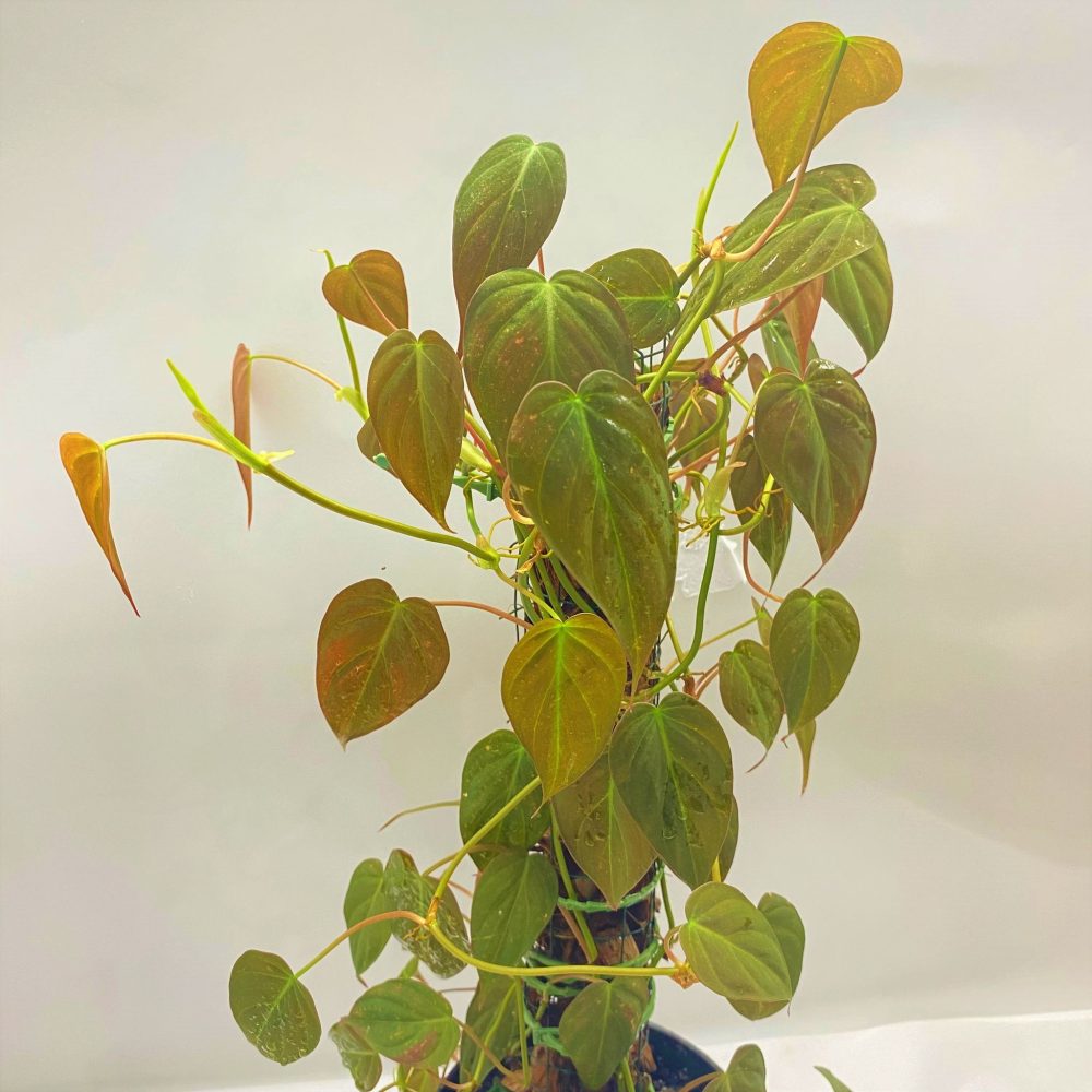Philodendron Mican