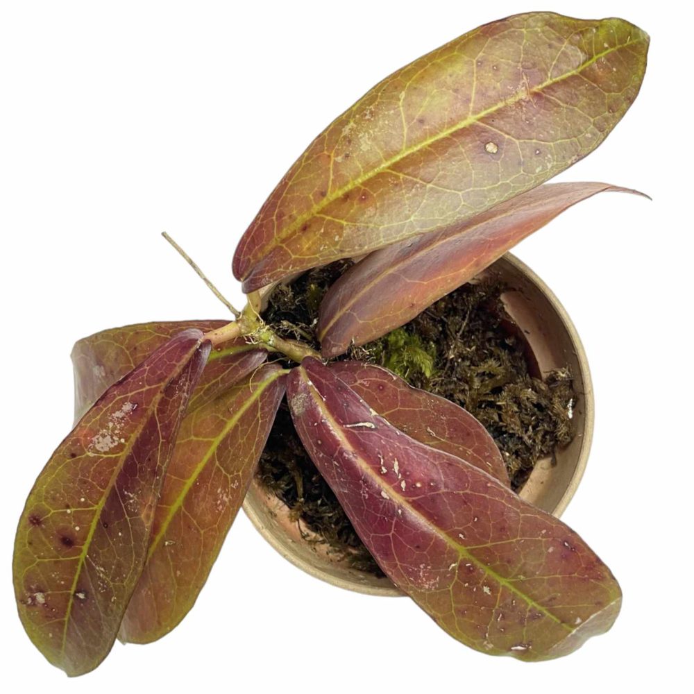 Hoya Red Borneo