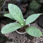 Schismatoglottis sp. Bicolor