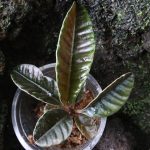 Labisia sp. Butterfly