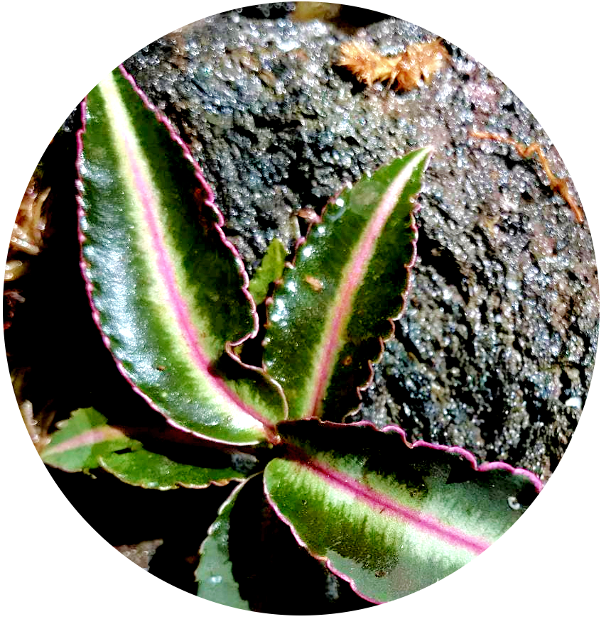Labisia