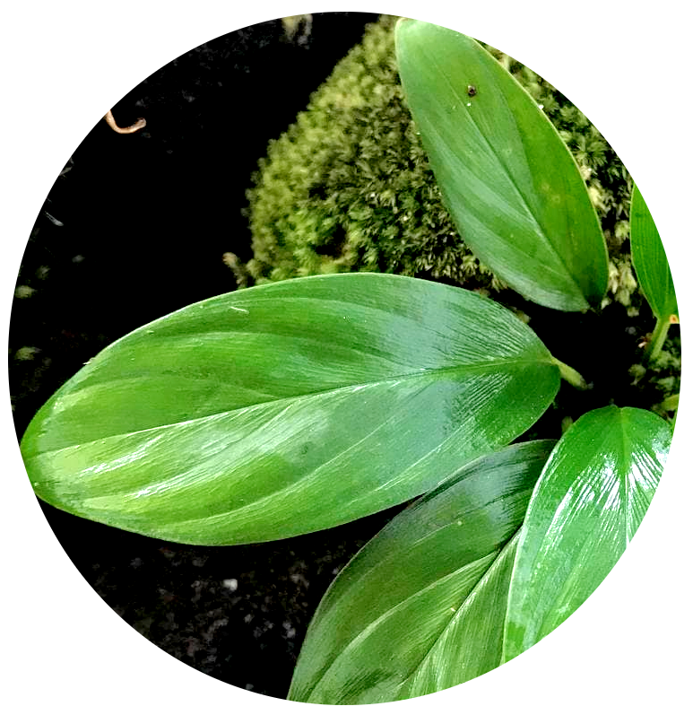 Piptosphata