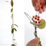 Hoya Scortechinii