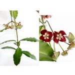 Hoya Imperialis Lindl.