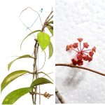 Hoya Finlaysonii Wight.