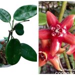 Hoya Coronaria Blume