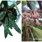 Hoya Sigillatis