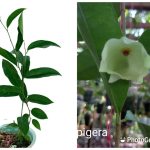 Hoya Mappigera Rodda & Simonsson.