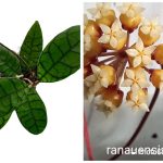Hoya Ranuensis