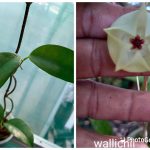 Hoya Wallichiii