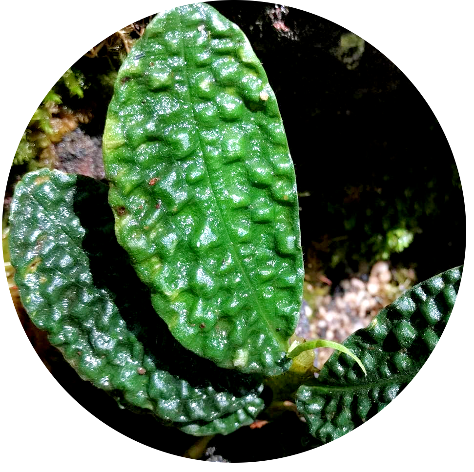 Zingiber