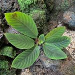 Henckelia sp Sumatra Green