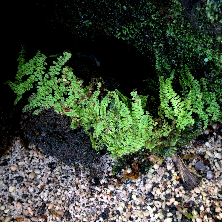 Teratophyllum - Borneo Aquatic