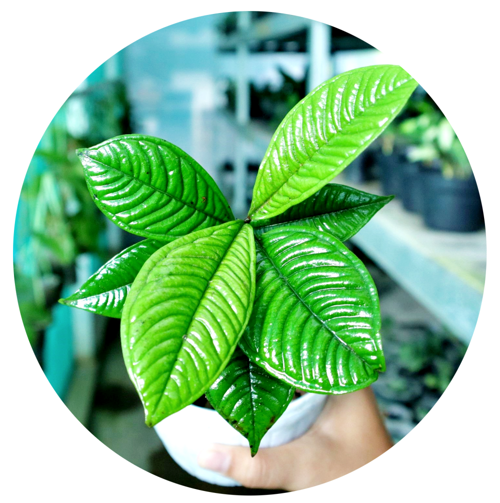 Syzygium
