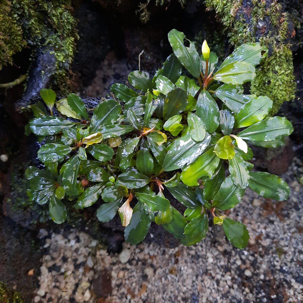 Lamandau (On Pakis Wood) - Borneo Aquatic