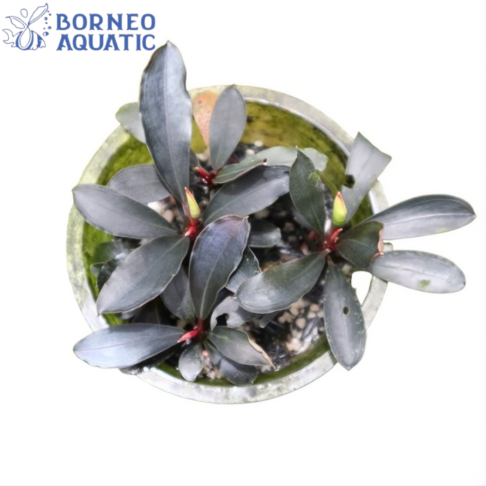 Bucephalandra Diabolica Var Paris