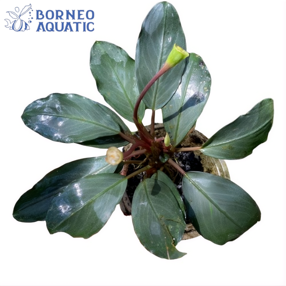 Bucephalandra Forcipula Var Pearl Grey