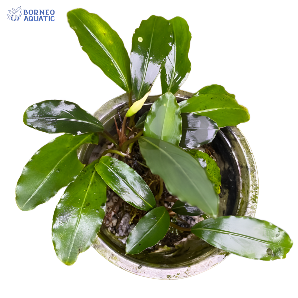 Bucephalandra sp. Green Afika