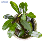 Bucephalandra sp. Green Afika
