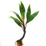 Bucephalandra Goliath